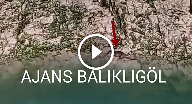 Şanlıurfa'da Su Samuru görüntülendi