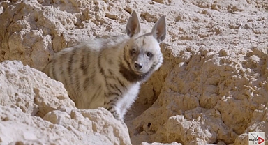 Anadolu'nun gizemli canlısı Çizgili Sırtlan