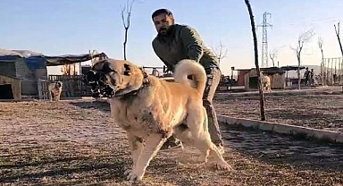 Meşhur Urfa Gureğh Çoban Köpeği