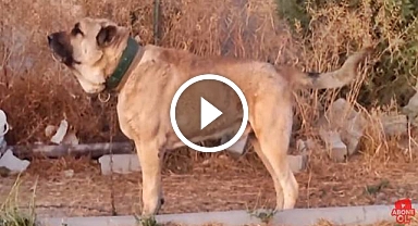 ŞANLIURFA'NIN DEV KÖPEKLERİ